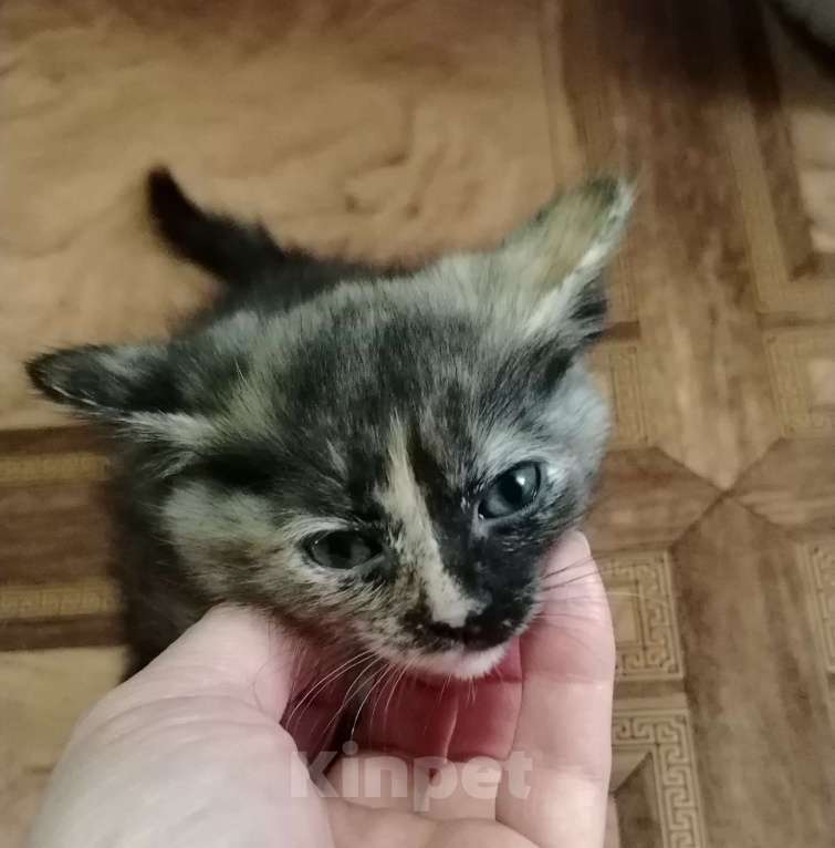 Кошки в Ангарске: котятки в добрые руки Девочка, Бесплатно - фото 2