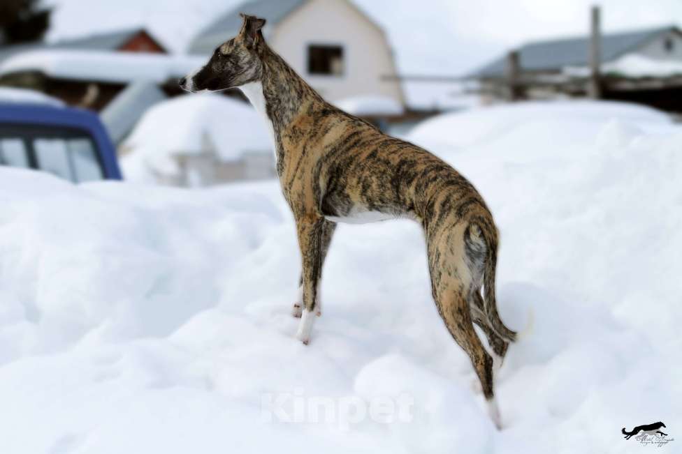 Собаки в Москве: Тигровый уиппет Мальчик, Бесплатно - фото 9