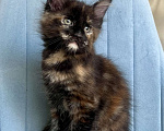 Кошки в Санкт-Петербурге: Корица (Koritsa) Девочка, 60 000 руб. - фото 3