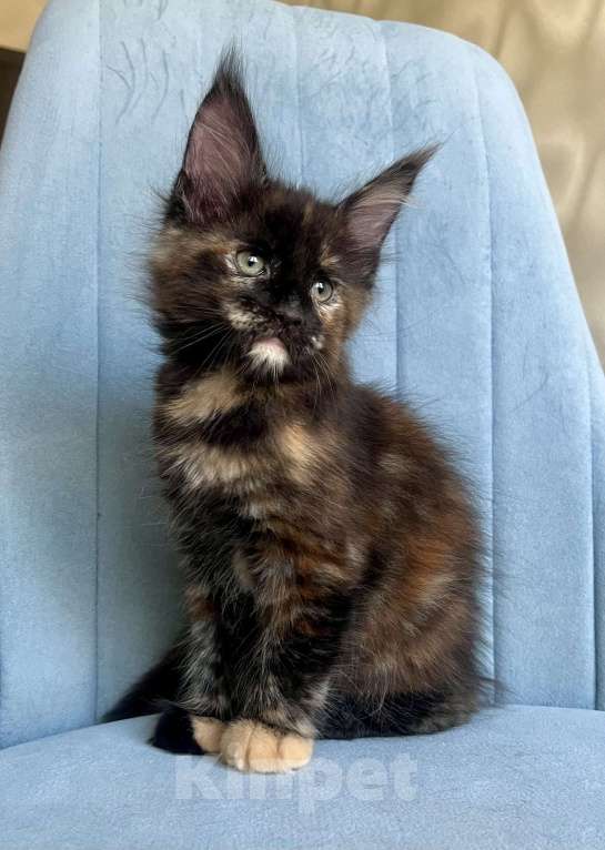 Кошки в Санкт-Петербурге: Корица (Koritsa) Девочка, 60 000 руб. - фото 3