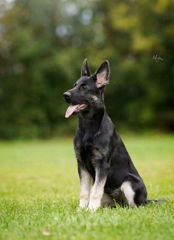 Собаки в Санкт-Петербурге: Верный друг Мирабилис (подрощенный щенок) Девочка, 45 000 руб. - фото 5