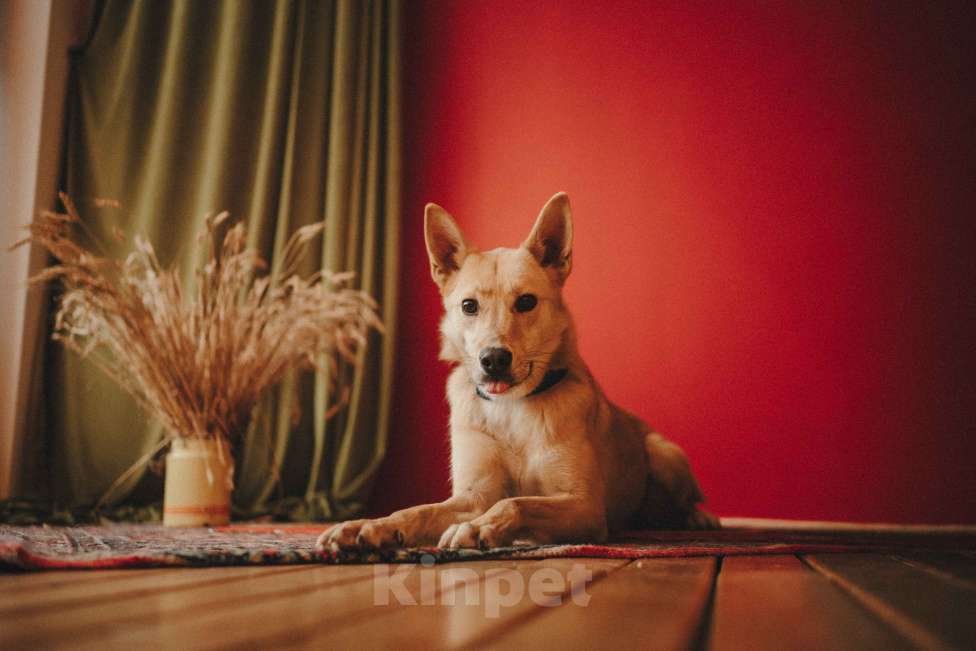 Собаки в Москве: Собака в добрые руки Мальчик, Бесплатно - фото 2