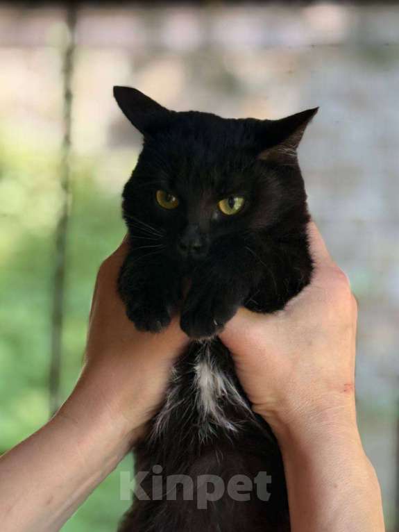Кошки в Москве: Котенок Черничка, в добры руки Девочка, Бесплатно - фото 2