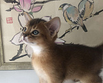 Кошки в Екатеринбурге: Абиссинский котенок  Мальчик, 28 000 руб. - фото 8