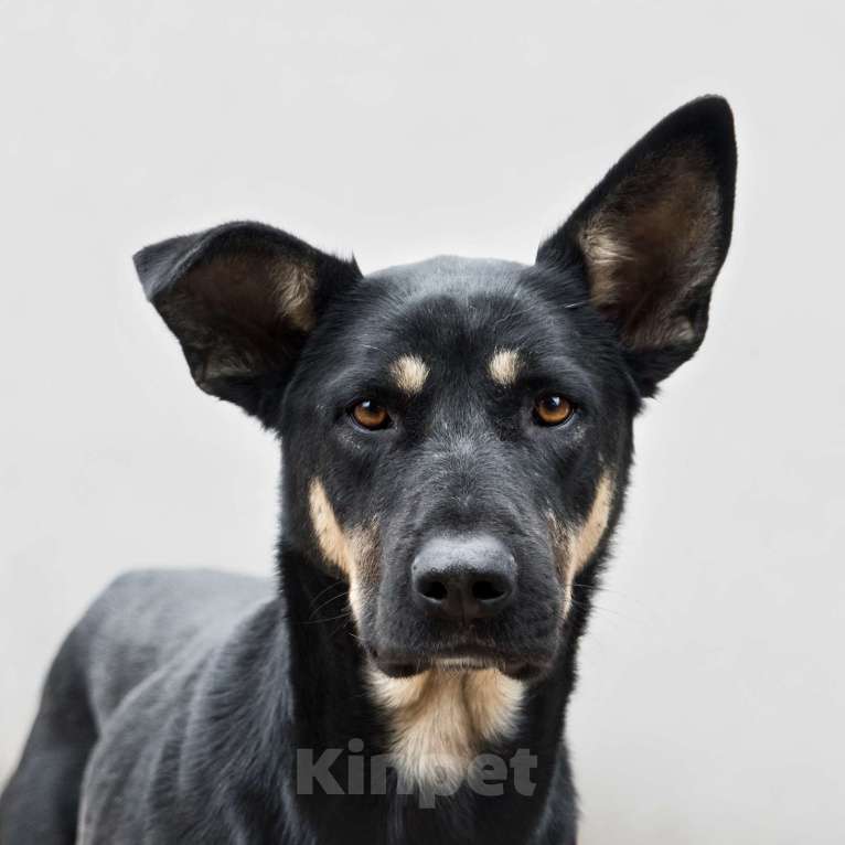 Собаки в Москве: Скромный Шеги Мальчик, Бесплатно - фото 6