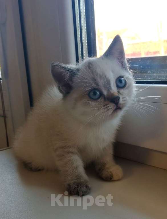 Кошки в Москве: Шотландский котёнок  Девочка, 10 000 руб. - фото 2