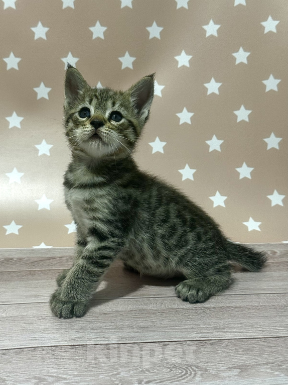 Кошки в Новосибирске: Пиксибоб котик поли лапы короткая шерсть короткий хвост Мальчик, 80 000 руб. - фото 5