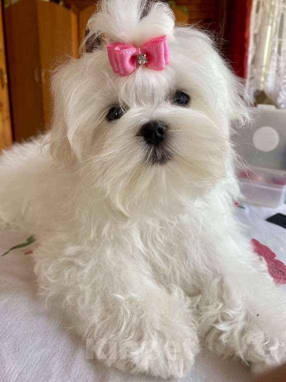 Собаки в Москве: Подрощенная девочка Мальтийской болонки 6 месяцев  Девочка, 150 000 руб. - фото 2