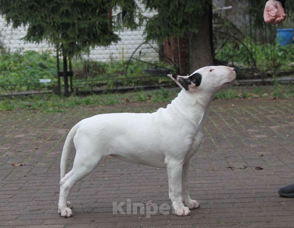 Собаки в Москве: Высокопородные щенки бультерьера Девочка, 100 000 руб. - фото 5