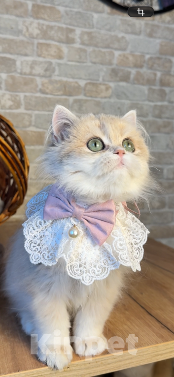 Кошки в Москве: Британские котята золотая шиншилла Девочка, 70 000 руб. - фото 2