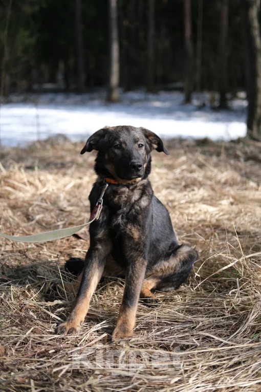 Собаки в Москве: Щенок девочка в добрые руки Девочка, Бесплатно - фото 4