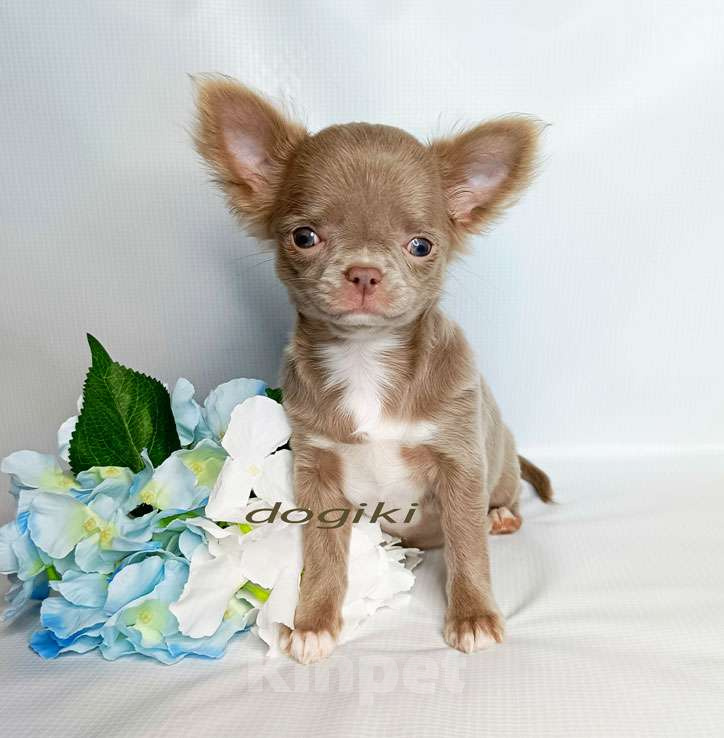 Собаки в Москве: Чихуахуа девочка Девочка, 45 000 руб. - фото 4