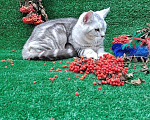Кошки в Омске: котик британец  Мальчик, 5 000 руб. - фото 3