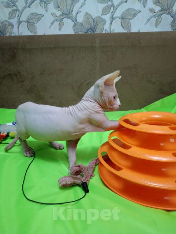 Кошки в Москве: Канадский сфинкс котёнок Мальчик, 15 000 руб. - фото 6