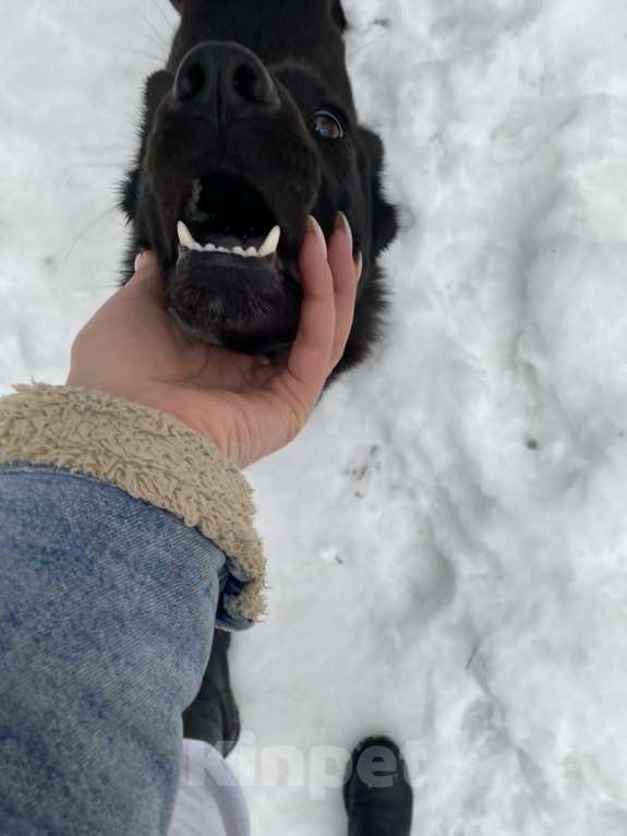 Собаки в Апрелевке: Ищу дом и хозяина красавице собачке! Девочка, Бесплатно - фото 3