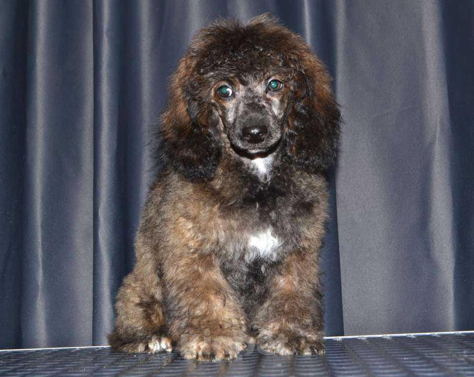 Собаки в Глазове: Онегин Мальчик, 30 000 руб. - фото 7