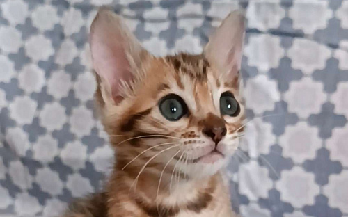 Бенгальские котята
