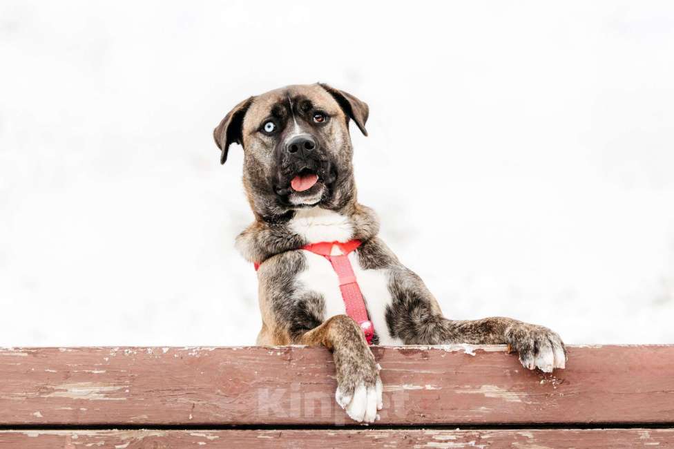 Собаки в Москве: Необычная девочка! Девочка, Бесплатно - фото 7