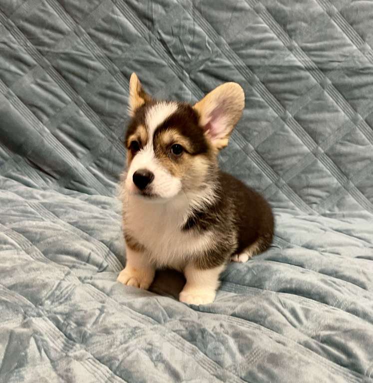 Собаки в других городах Московской области: Мальчик 4 Мальчик, 50 000 руб. - фото 1