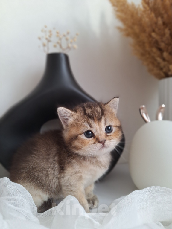 Кошки в Вологде: Шотландские котята Разнополые, 10 000 руб. - фото 3