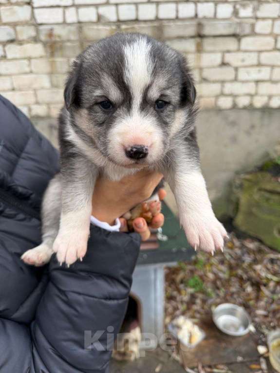 Собаки в Киржаче: Щенята ищут дом и доброго человека Мальчик, Бесплатно - фото 4