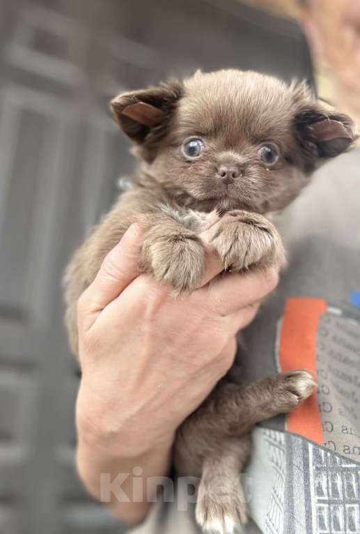 Собаки в Москве: Лиловый пушистик Мальчик, 60 000 руб. - фото 3