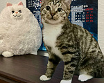 Кошки в Санкт-Петербурге: Котик Тигруля 8 мес, стерилизован Мальчик, Бесплатно - фото 3