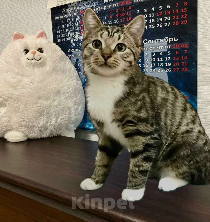 Кошки в Санкт-Петербурге: Котик Тигруля 8 мес, стерилизован Мальчик, Бесплатно - фото 3