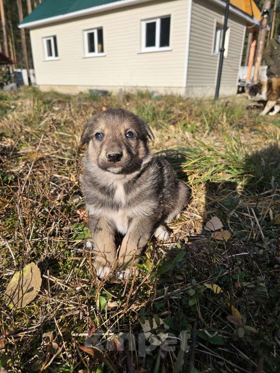 Собаки в Екатеринбурге: Щенок мама ВЕО Мальчик, 1 руб. - фото 2