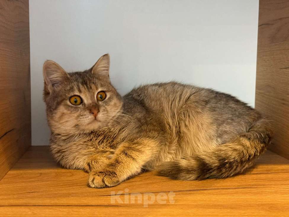 Кошки в Липецке: Котята Мальчик, Бесплатно - фото 4