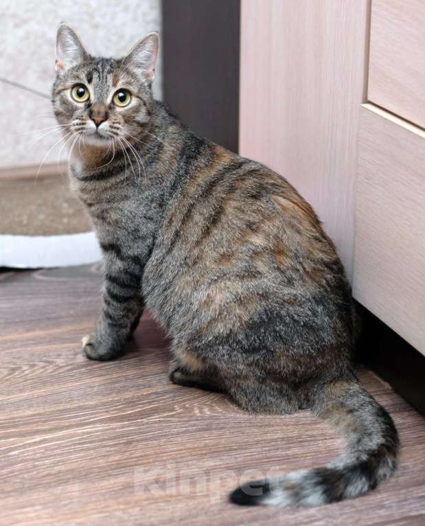 Кошки в Москве: Ручная и ласковая кошечка Джули в дар Девочка, 1 руб. - фото 3