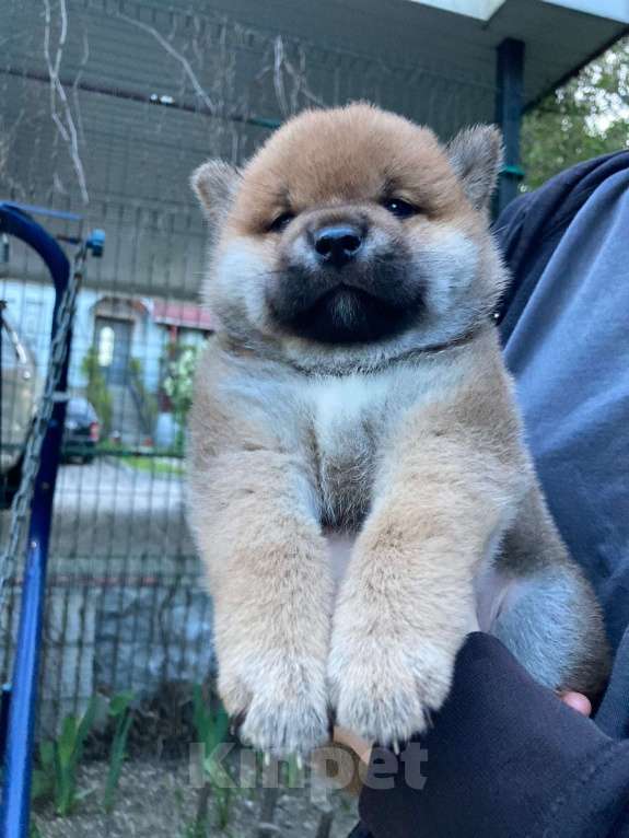 Собаки в Люберцах: Мальчик сиба ину 2 месяца Мальчик, 35 000 руб. - фото 4