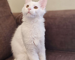 Кошки в Уфе: Белая кошечка мейн-кун Девочка, 25 000 руб. - фото 4