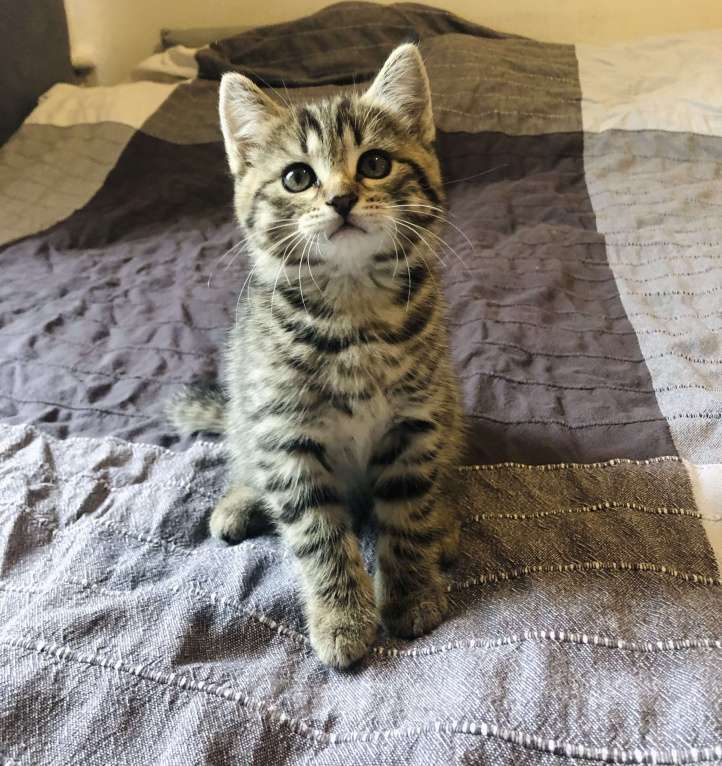 Кошки в Раменском: Озорная мини-тигрица девочка Девочка, 100 руб. - фото 3