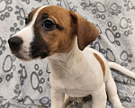 Собаки в Балашихе: Щенок Джек-Рассел терьера Девочка, 19 900 руб. - фото 3