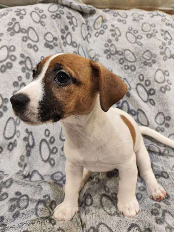 Собаки в Балашихе: Щенок Джек-Рассел терьера Девочка, 19 900 руб. - фото 3