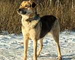 Собаки в Москве: В добрые руки  Мальчик, Бесплатно - фото 2