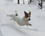 Собаки в Химках: Кобель Джек Рассел Терьера для вязки Мальчик, 5 000 руб. - фото 3