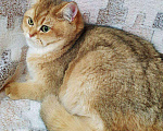 Кошки в Дмитровске: Котенок британская золотая шиншилла, 20 000 руб. - фото 3