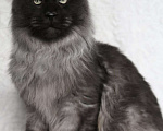 Кошки в Карачеве: Котик Мейн Кун, 10 000 руб. - фото 4