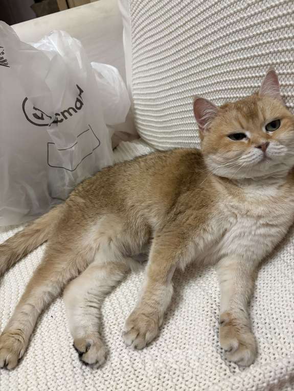 Кошки в Красногорске: Отдам кошечку в добрый ручки! Девочка, Бесплатно - фото 3