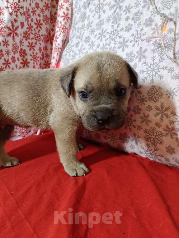 Собаки в других городах Краснодарского края: Кане-Корсо, щенок Мальчик, 30 000 руб. - фото 9