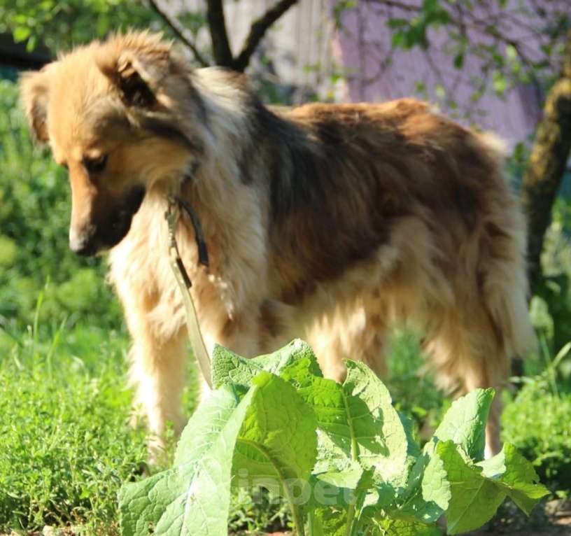 Собаки в Санкт-Петербурге: Отдам собаку бесплатно. Мальчик, Бесплатно - фото 7