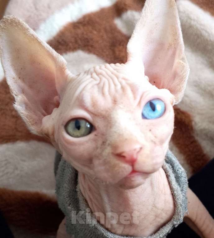 Кошки в Михайловске: Канадский сфинкс Мальчик, 12 000 руб. - фото 1