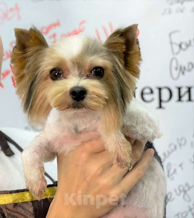 Собаки в Химках: бивер йорк взрослый мальчик мини Мальчик, 10 000 руб. - фото 1