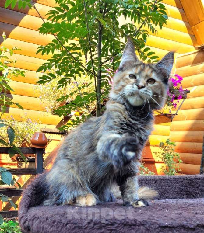 Кошки в Новокуйбышевске: Кошечка Мейн кун Девочка, 30 000 руб. - фото 1