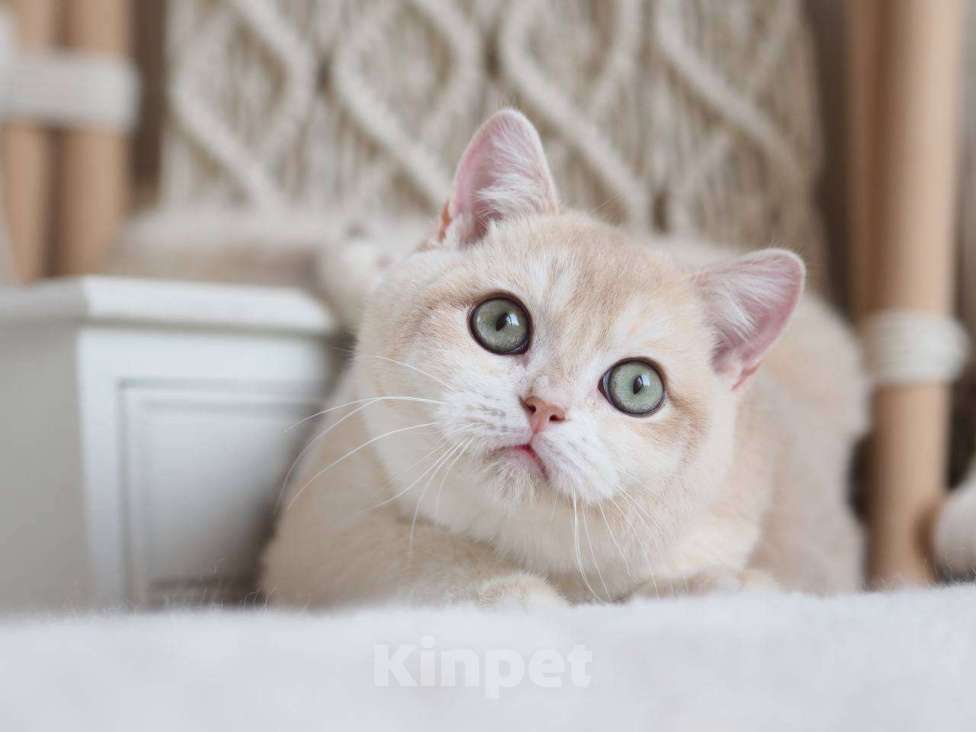 Кошки в Москве: Британский котенок Раф Мальчик, 150 000 руб. - фото 7