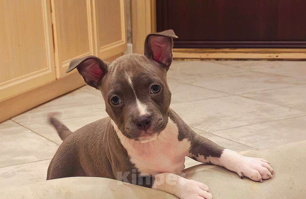 Собаки в Ивантеевке: Щенки Американский Стафаршиский Терьер  Девочка, 60 000 руб. - фото 3