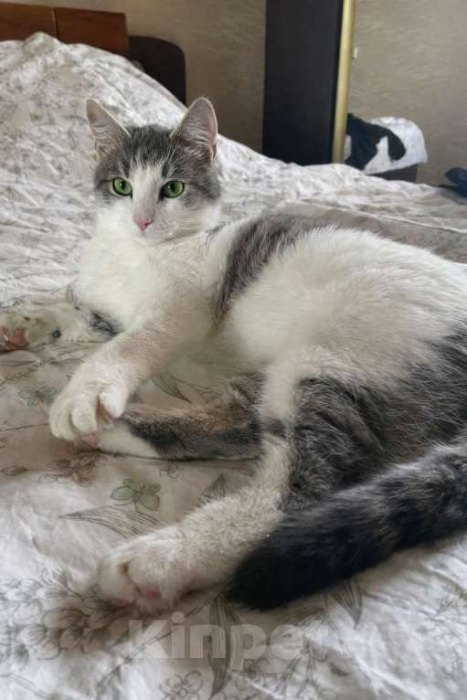 Кошки в Москве: Молодой зеленоглазый  кот Федя в добрые руки! Мальчик, Бесплатно - фото 2