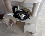 Кошки в Томске: Котик Семён Мальчик, Бесплатно - фото 6